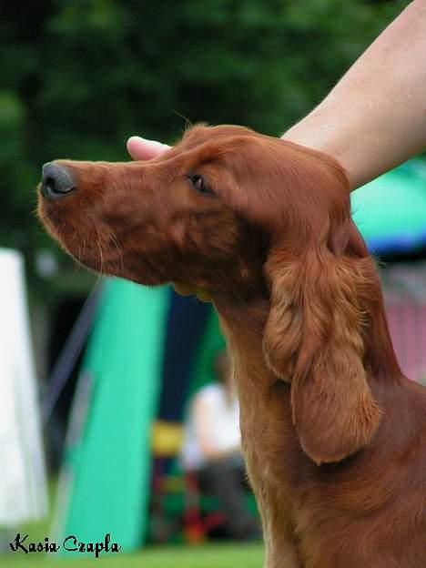 Irsk setter Hanna - Et dejligt hovedbillede billede 3