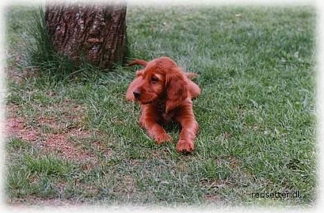Irsk setter Kim - Kim er her 9 uger, det er fra den förste dagen hun kom hjem. billede 1