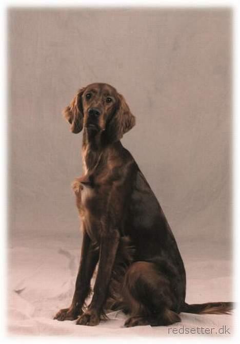 Irsk setter Kim - Kim er her 18 måneder og vi er hos fotografen för at få nogle gode billeder. billede 2