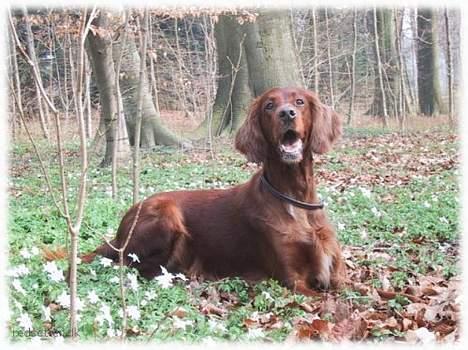 Irsk setter Kim - En dejlig förårsdag i Berntoftsparken i københavn 2001 billede 3