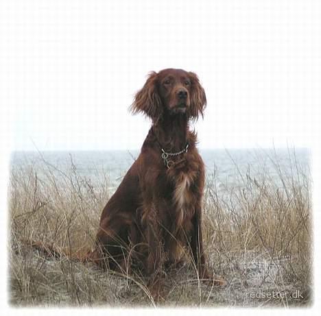 Irsk setter Kim - Dette billede er fra 1 januar 2003 her er kim 8 år gammel billede 4