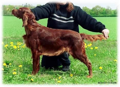 Irsk setter Kim - Så her ser Kim ud, min söde "gammeldam" då hun er 9½år gammel sommeren 2004 billede 5