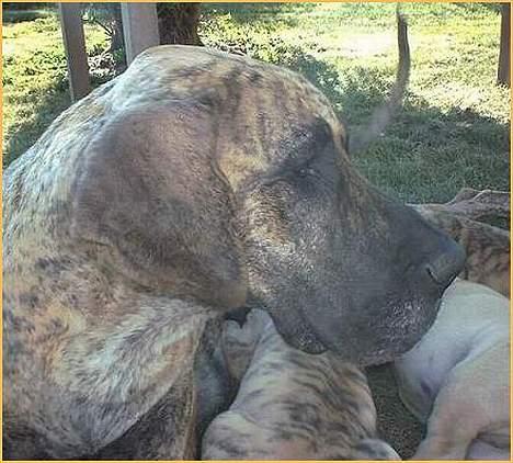 Grand danois grand dan tho´s cleo - cleo nyder solen sammen med hendes babyer billede 6