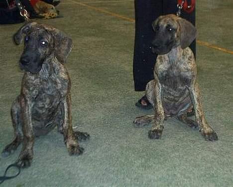 Grand danois grand dan tho´s cleo - cleo og hendes søster cleopratra billede 7