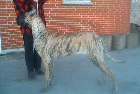 Grand danois grand dan tho´s cleo - cleo som meget ung 9 mdr billede 8