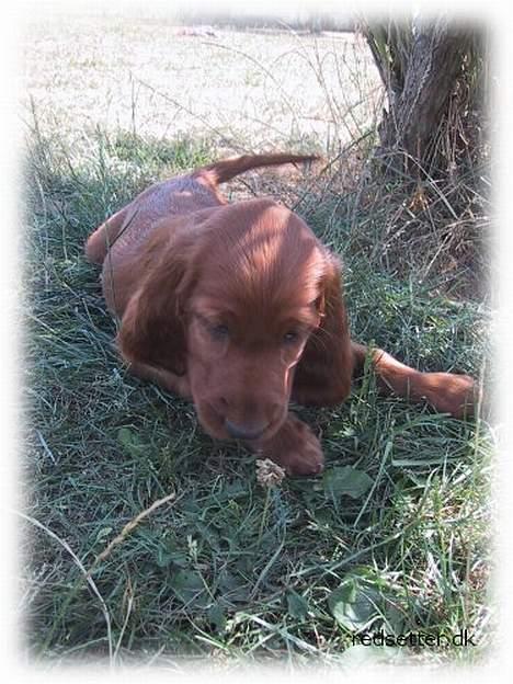 Irsk setter Hanna - Her er et billede på Hanna då jeg var på kenneln i Belgien, dagen för vi skall åka till Danmark. hon njuter av solen och doften av gräset. billede 4