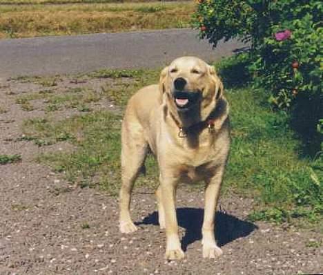 Blanding af racer simba billede 1