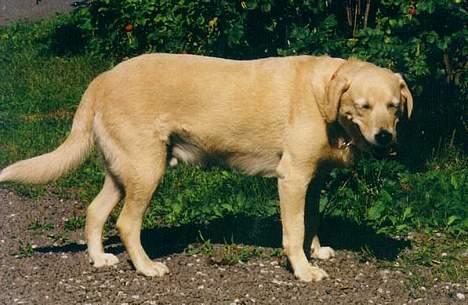 Blanding af racer simba - simba da vi nesten akkurat har fått han. billede 2