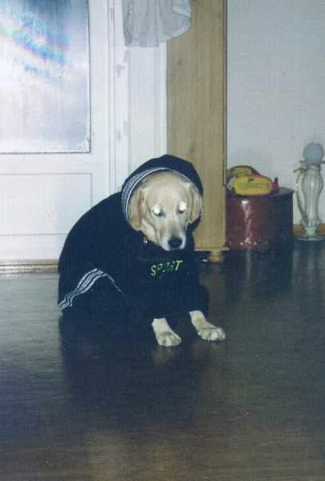 Blanding af racer simba billede 3