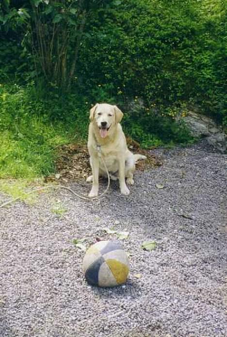 Blanding af racer simba - simba med sin elskede boldt billede 4