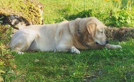 Blanding af racer simba billede 5