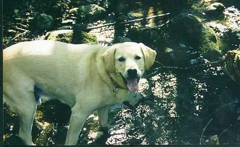 Blanding af racer simba - simba i elven som den vandglade hund han nu var billede 6