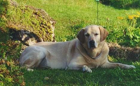 Blanding af racer simba billede 7