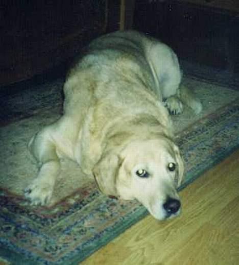 Blanding af racer simba billede 8