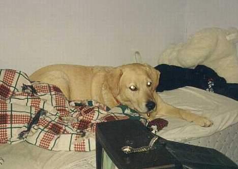 Blanding af racer simba billede 9