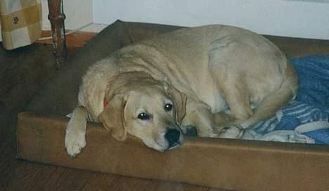 Blanding af racer simba - simba i sin elskede seng billede 10