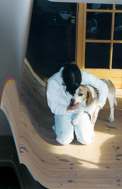 Beagle Max - Altsåååår MAX Det var Mors! Det der... :- ) hehe ;P billede 1