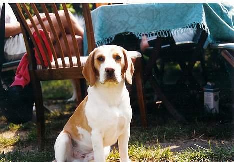Beagle Max billede 2