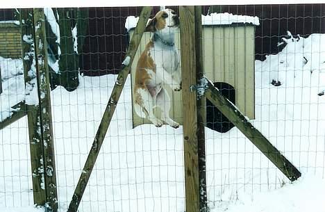 Beagle Max billede 4