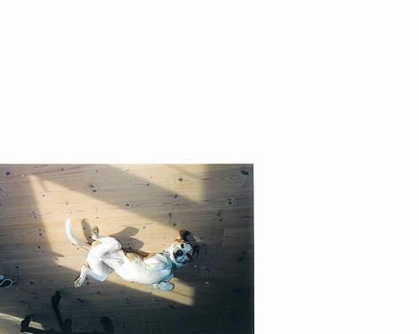 Beagle Max billede 5