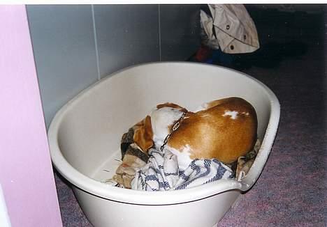 Beagle Max billede 7