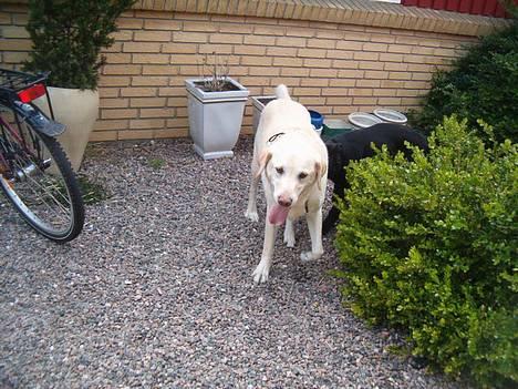 Labrador retriever Olivar billede 1