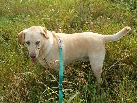 Labrador retriever Olivar billede 2