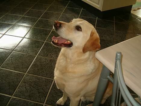 Labrador retriever Olivar billede 3