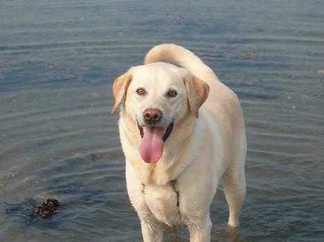 Labrador retriever Olivar billede 4