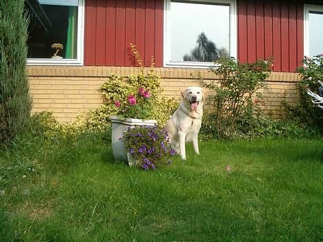 Labrador retriever Olivar billede 5