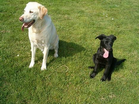 Labrador retriever Olivar billede 6