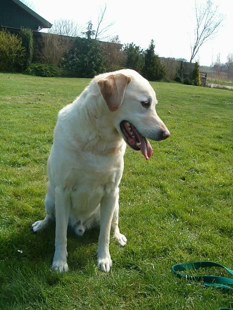 Labrador retriever Olivar billede 8