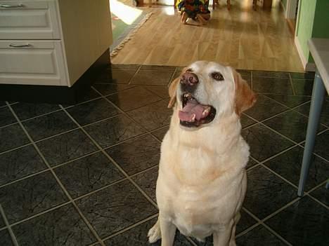 Labrador retriever Olivar billede 9