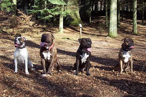 Amerikansk bulldog Santos 18/5 - Familietræf. Fra ventre. Dipsy (min mor), Carlos (min far), Santos (mig selv) og Baloo (min lillebror) billede 4