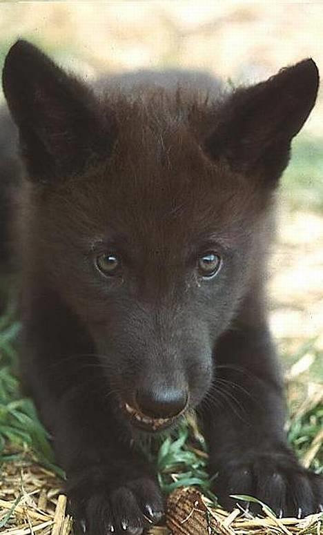 Blanding af racer Ulvehunden Watchman billede 1