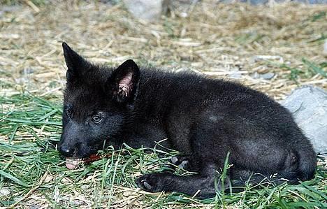 Blanding af racer Ulvehunden Watchman billede 2