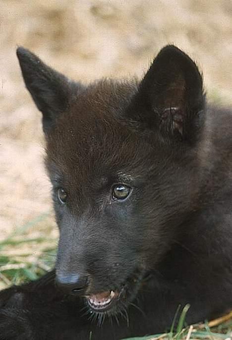 Blanding af racer Ulvehunden Watchman billede 3