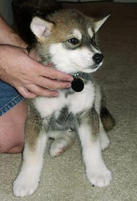 Blanding af racer Ulvehunden Venus billede 1