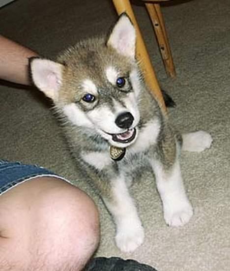 Blanding af racer Ulvehunden Venus billede 2