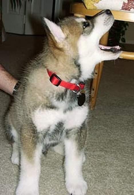 Blanding af racer Ulvehunden Venus billede 3