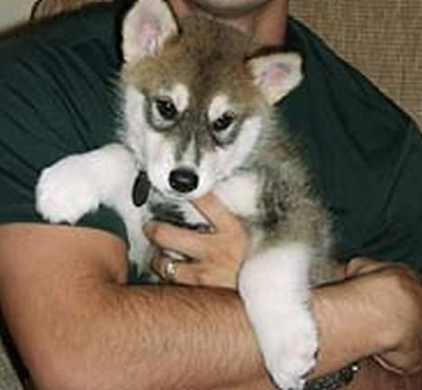 Blanding af racer Ulvehunden Venus billede 4