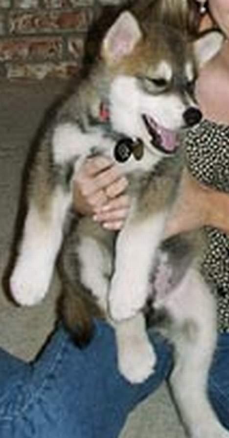 Blanding af racer Ulvehunden Venus billede 6