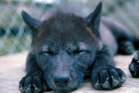 Blanding af racer Ulvehunden Freja - Freja ligger og sover ude i deres gård billede 1