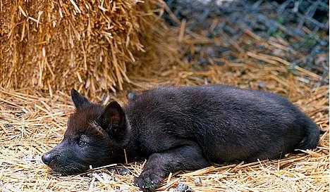 Blanding af racer Ulvehunden Freja - en træt freja billede 2