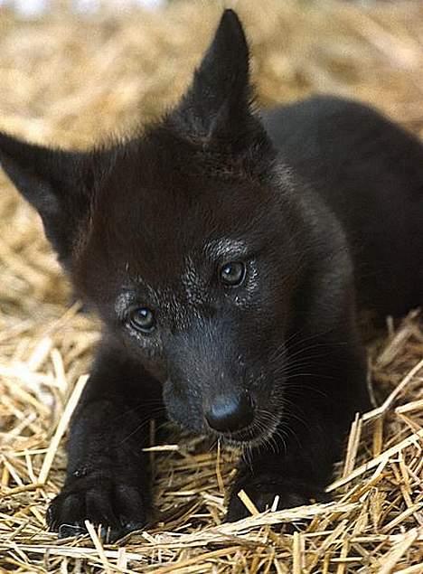 Blanding af racer Ulvehunden Freja billede 3