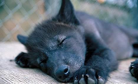 Blanding af racer Ulvehunden Freja - snork... billede 4