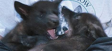 Blanding af racer Ulvehunden Freja - Fight... Freja til højre billede 5