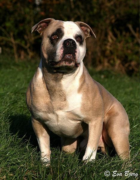 Amerikansk bulldog Hamsom Bull´s Mr. Jacker - **NYT** 4/11-2006 billede 1