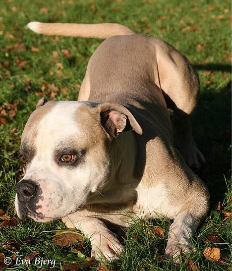 Amerikansk bulldog Hamsom Bull´s Mr. Jacker - **NYT** 4/11-2006 billede 2