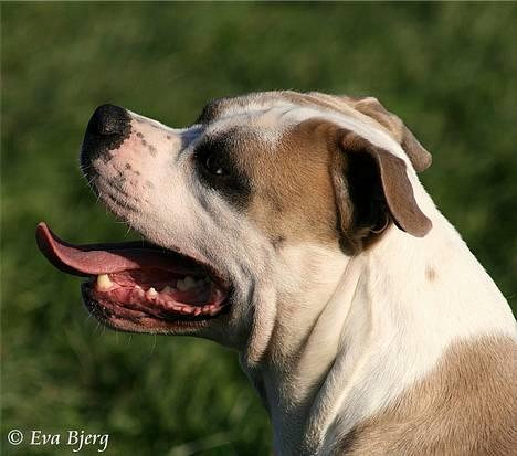 Amerikansk bulldog Hamsom Bull´s Mr. Jacker - **NYT** 4/11-2006 billede 3